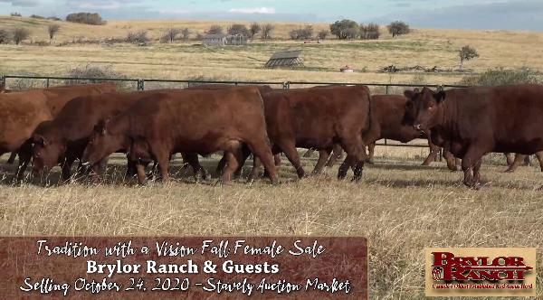 Brylor Ranch Tradition with a Vision Fall 2020 Promo Video